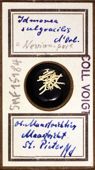 Senckenberg, Bryozoa, Bryozoen, Moostierchen, Sammlung Voigt