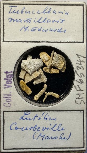 Senckenberg, Bryozoa, Bryozoen, Moostierchen, Sammlung Voigt