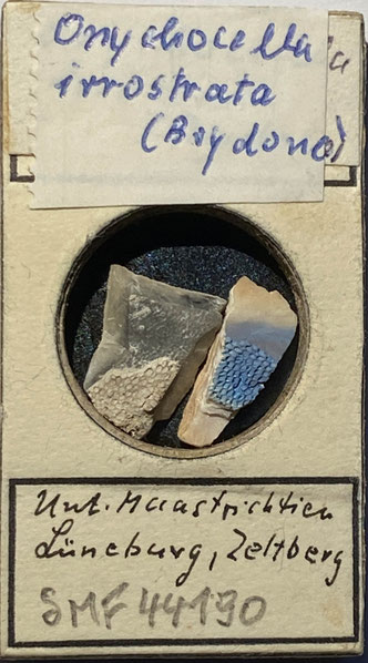 Senckenberg, Bryozoa, Bryozoen, Moostierchen, Sammlung Voigt