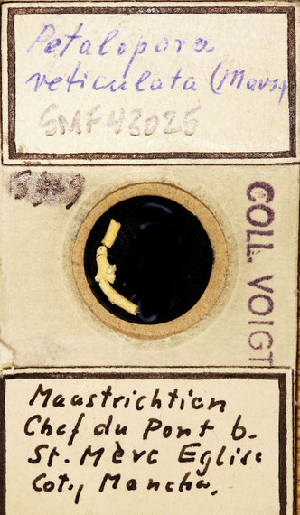 Senckenberg, Bryozoa, Bryozoen, Moostierchen, Sammlung Voigt