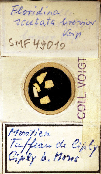 Senckenberg, Bryozoa, Bryozoen, Moostierchen, Sammlung Voigt
