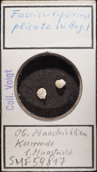 Senckenberg, Bryozoa, Bryozoen, Moostierchen, Sammlung Voigt