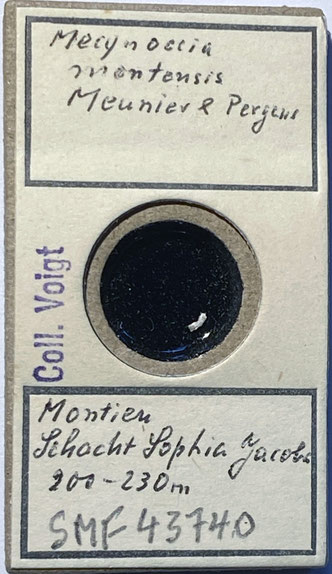 Senckenberg, Bryozoa, Bryozoen, Moostierchen, Sammlung Voigt