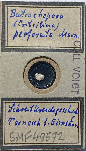Senckenberg, Bryozoa, Bryozoen, Moostierchen, Sammlung Voigt