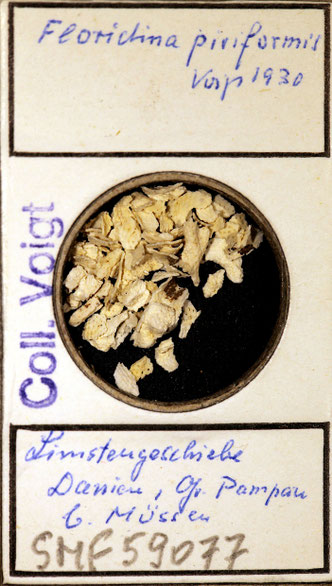 Senckenberg, Bryozoa, Bryozoen, Moostierchen, Sammlung Voigt