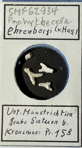 Senckenberg, Bryozoa, Bryozoen, Moostierchen, Sammlung Voigt