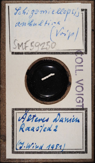 Senckenberg, Bryozoa, Bryozoen, Moostierchen, Sammlung Voigt