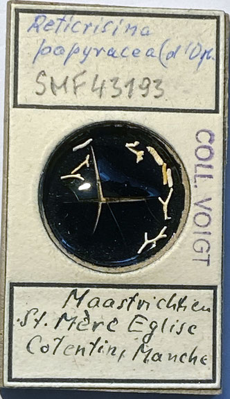 Senckenberg, Bryozoa, Bryozoen, Moostierchen, Sammlung Voigt
