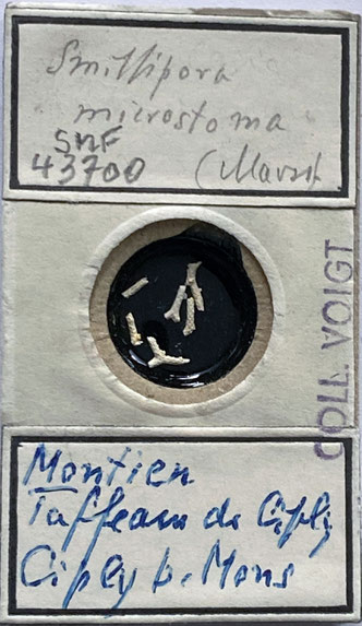 Senckenberg, Bryozoa, Bryozoen, Moostierchen, Sammlung Voigt