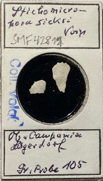 Senckenberg, Bryozoa, Bryozoen, Moostierchen, Sammlung Voigt