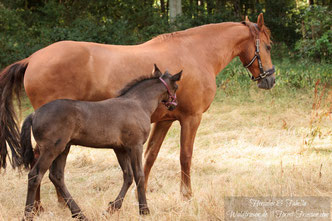 Red Friesian Fabella with her foal Hercules. | www.waldfriesen.de www.forest-friesian.com | Chestnut Friesian Red Friesian Fox Friesian rare