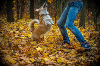 Un welsh corgi sous les bois joue avec son maître par coach canin 16 educateur canin à domicile en charente ou sur son terrain d'éducation canine