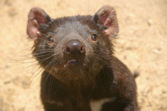 Tasmanian devil, photographed (in Oz) in  January 2007