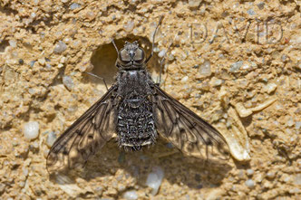 Trauerschweber Anthrax bee flies parasite wild bees solitary bees