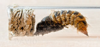 Trauerschweber Anthrax anthrax Puppe  insect nesting aid insect hotel  bee flies red mason bee parasite  chrysalis cocoon