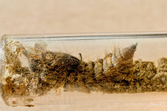 Trauerschweber Anthrax anthrax Puppe  insect nesting aid insect hotel  bee flies red mason bee parasite  chrysalis cocoon