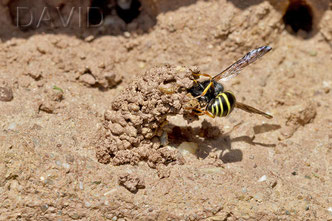 Schornsteinwespe Odynerus spinipes Insektennisthilfe Lehmwand  spiny mason wasp clay insect nesting aid