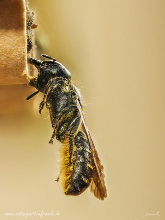 Scherenbiene Schlaf Solitäre Wildbiene solitary bee wild bee sleep behavior Mandibeln