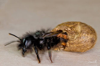 solitary bee wild bee insect nesting aid insect hotel hornfaced mason bee  hatch chrysalis cocoon Rote Mauerbiene Osmia cornuta Schlupf Kokon