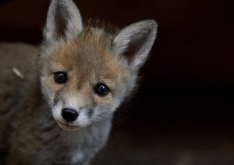 Was tun wir? (süßer Fuchs-Welpe)