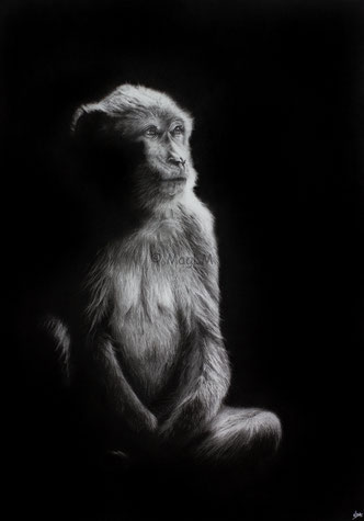 barbary macaque into the light drawing by french pencil artist Magali Lapeyre-Mirande macaque de barbarie dans la lumière dessin artiste dessinatrice