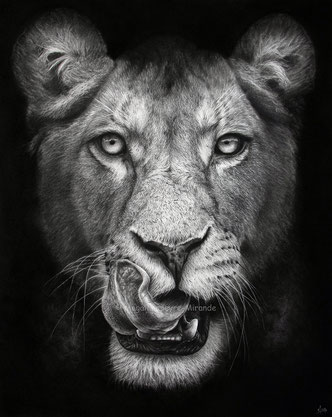lioness into the light drawing by french pencil artist Magali Lapeyre-Mirande lionne dans la lumière dessin artiste dessinatrice