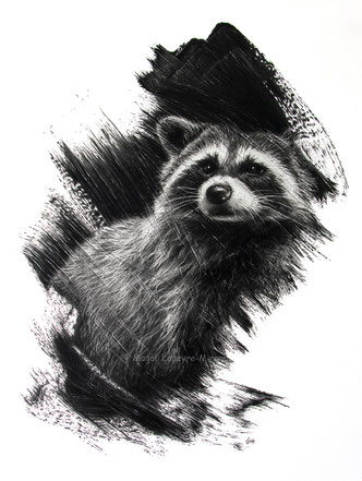 raccoon brushstrokes drawing by french pencil artist Magali Lapeyre-Mirande raton-laveur coups de pinceaux dessin artiste dessinatrice