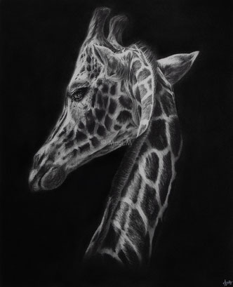 girafe into the light drawing by french pencil artist Magali Lapeyre-Mirande giraffe dans la lumière dessin artiste dessinatrice