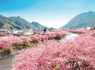 写真提供：河津町観光協会