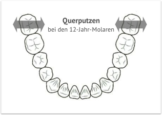 Querputzen der 12-Jahr-Molaren (© tearoad - Fotolia.com)