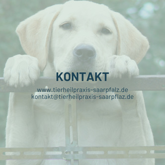 Tierheilpraxis, Tierheilkunde, Saarland, Blieskastel, Bliesgau, alternative, 
