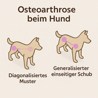Vergleich: Hund schräg von oben – links diagonales Muster, rechts einseitiger Arthroseschub; farbige Markierungen der Gelenke.