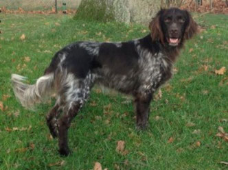 Astor vom Katzenstein