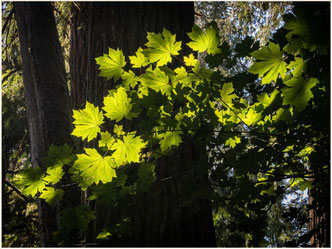 Kanada, Ahornblätter, Ahorn, Vancouver Island