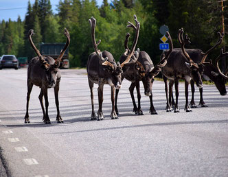 Rentiere beim Spazieren im Lappland