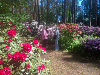 Two women admiring rhododendron bushes in Babīte, Latvia
