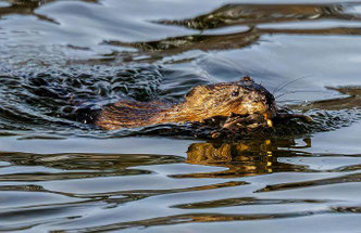 Ein Bisam, der Schwanz pendelt beim Schwimmen. Foto: pexels/Thierry Rossier