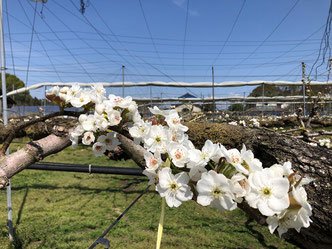 梨の花写真