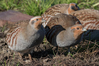 Foto: Andreas Schäfferling