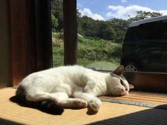 猫カフェブラン 猫カフェブラン