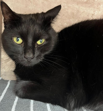 Zurückhaltender Kater Cochayuyo sucht ruhiges Zuhause mit Freigang – Tierheim Flensburg