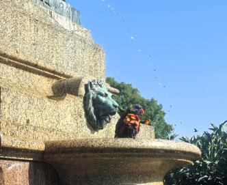 Rosella bathing in a jet of water from a fountain in the Royal Botanical Gardens, Sydney