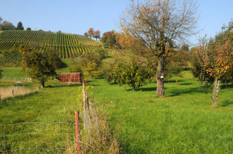 Foto: Birdlife Schweiz