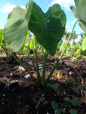 Taro, Niue