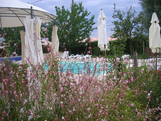 floraison autour de la piscine