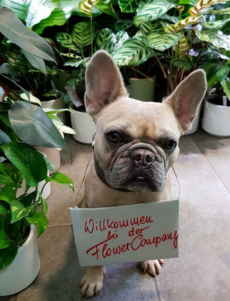 Otto, Französische Bulldogge, bei der Flowercompany