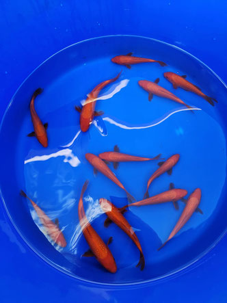 Koi Pearl Ginrin Benigoi Tosai Bowl Sekiguchi