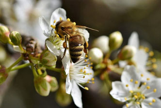 Nutzgarten, Wildgaren, Kräuterwiese, Blumenwiese, Vorgarten, Garten, Bienen, Bienenhotel, Wildbienen, Honigbienen, Nutzpflanzen, Grundstück, Obstbäume, Hummeln