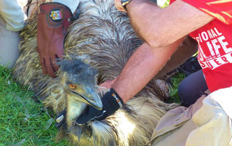 Curso de Bioseguridad y Manejo de Fauna en Cataluña