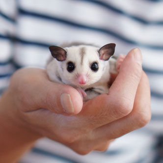 テーブルの上でこっちを見るフクロモモンガの赤ちゃん